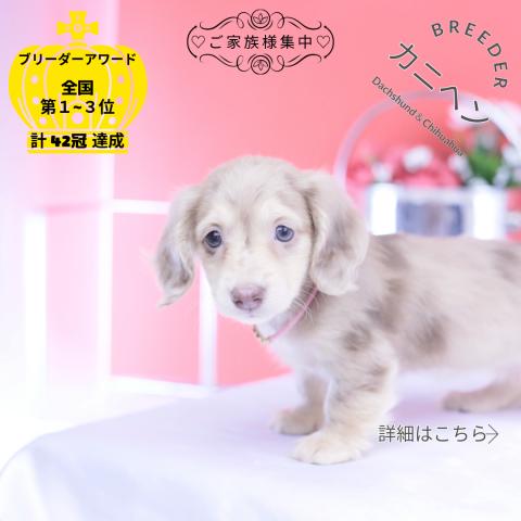 カニヘンダックスフンド　ロング