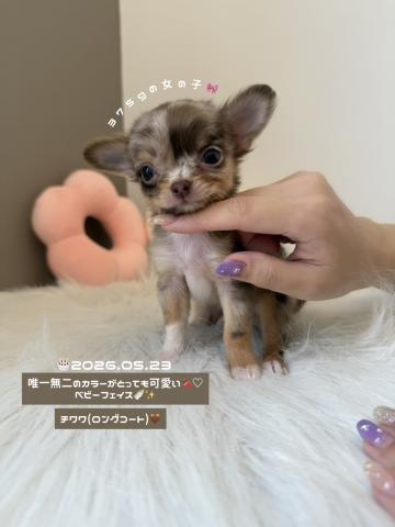 チワワ（ロングコート）🐥⸒⸒唯一無二のカラーが可愛すぎる︎💕︎︎