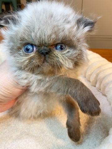 エキゾチックロングヘアーヒマラヤン