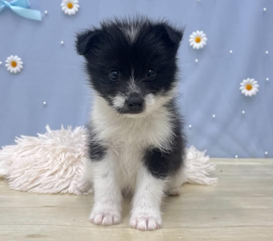 犬ハーフ(豆柴犬×ポメラニアン)