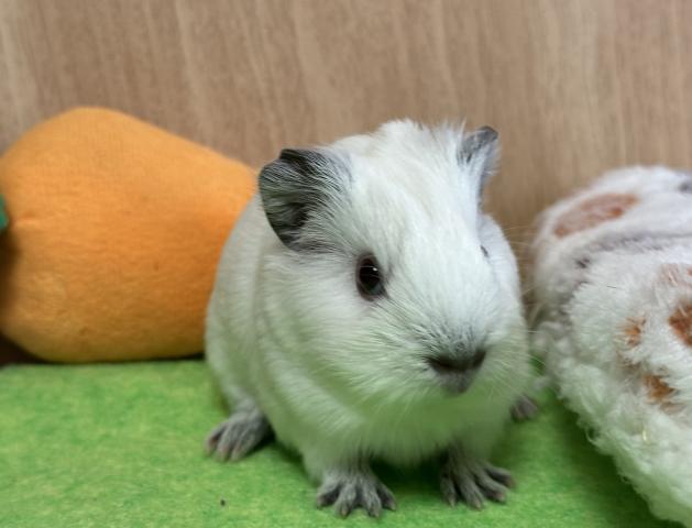 ロシアンスモークモルモット