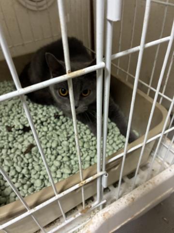 ブリティッシュショートヘア