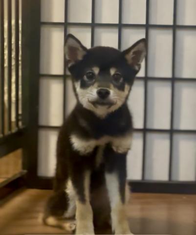 柴犬豆柴
