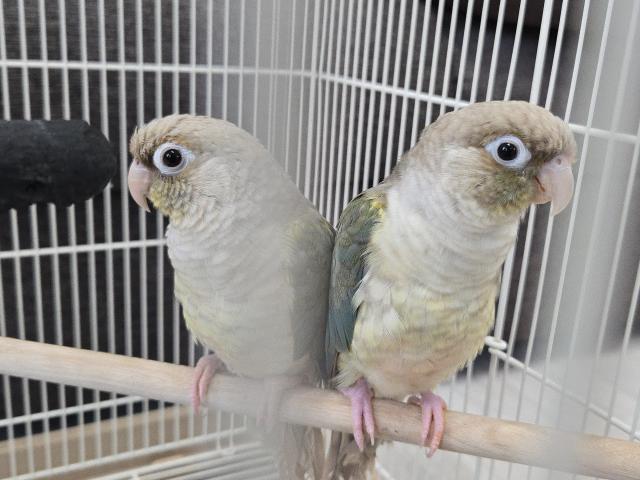 ウロコインコ