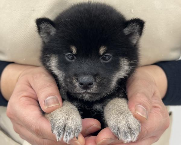 柴犬