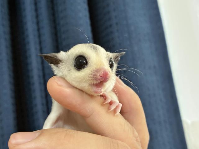 スポットパイド