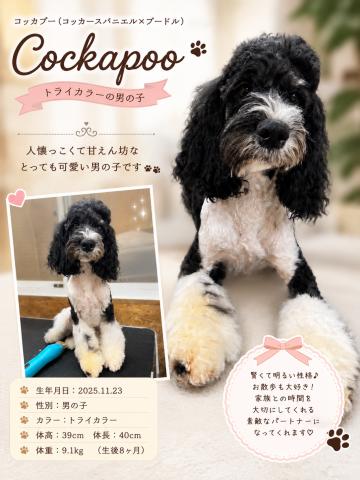 MIXコッカプー