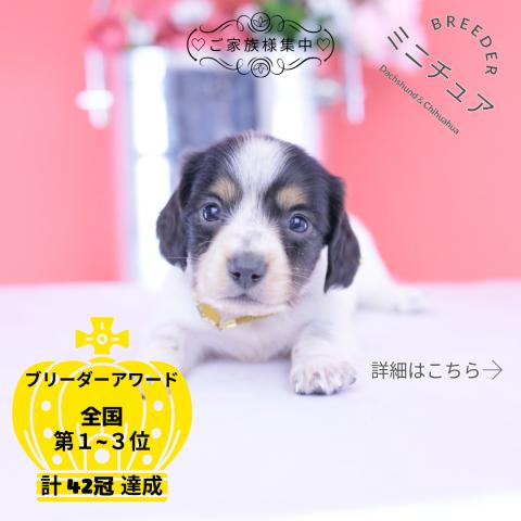 ミニチュアダックスフンド ロング