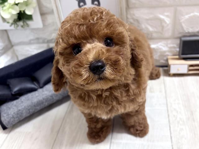 トイプードル