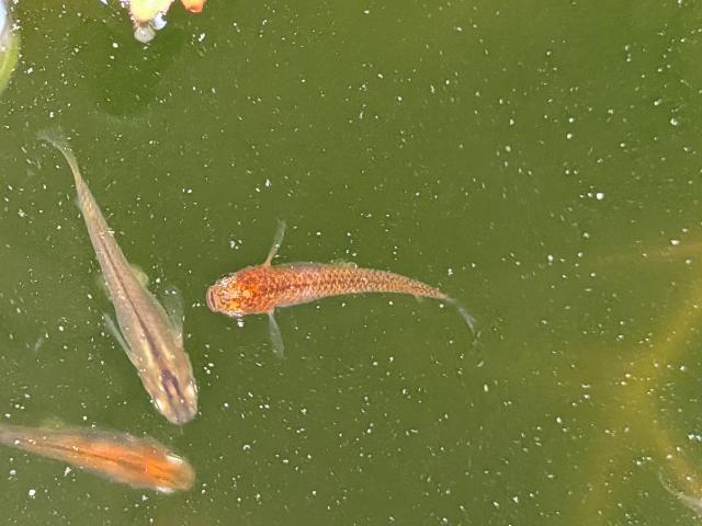 漁火メダカ　稚魚サイズ