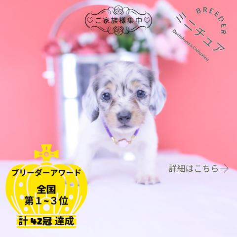 ミニチュアダックスフンド ロング
