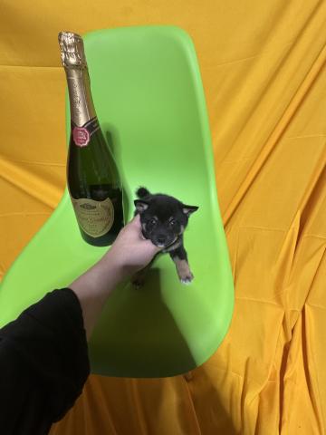 柴犬2.9kg成犬時予想超極小豆柴✨