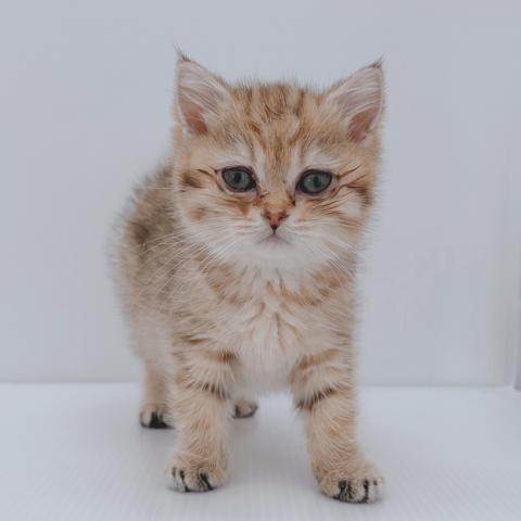 ブリティッシュショートヘアの写真（新潟県）