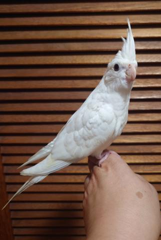 オカメインコ WFドミナントシルバーSFパイド