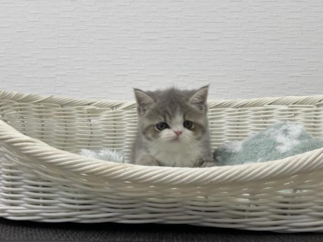 エキゾチックショートヘアー