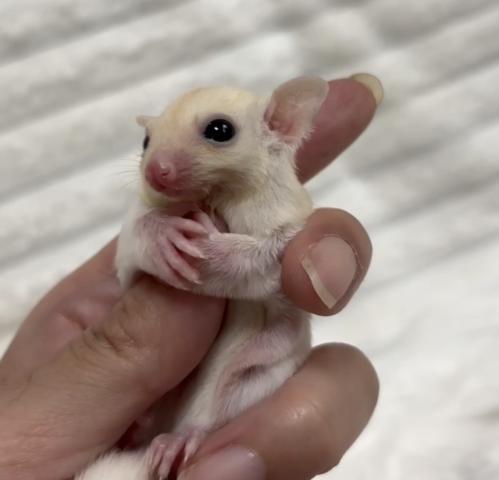 リューシヘテロプラチナ