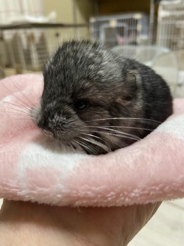 チンチラ