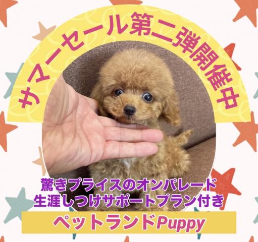 💕ペットランドPuppy💕ブリーダー直販店💕