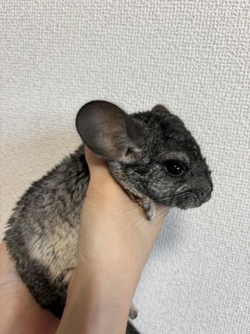 チンチラ