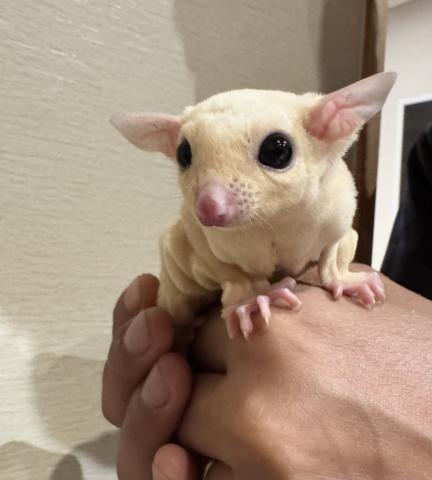 (リューシ)