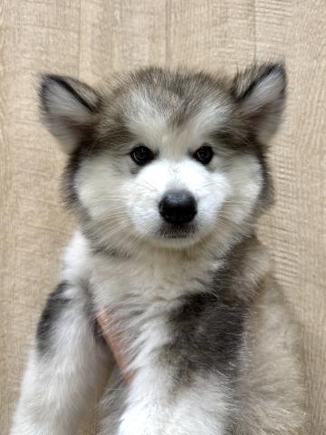 MIX