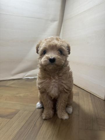 犬ハーフ(ポメラニアン×トイプードル)