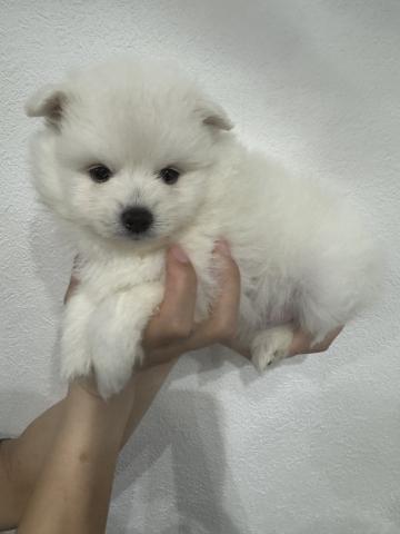 ポメラニアン