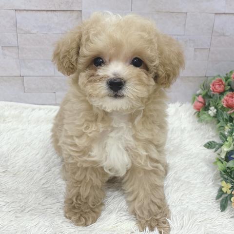 トイプードル