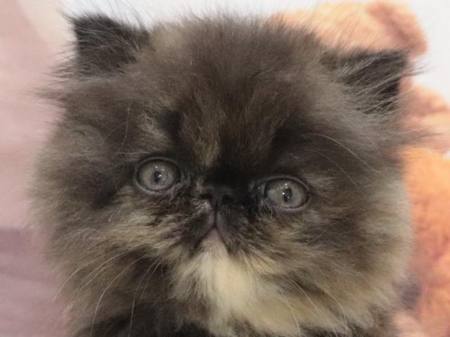 エキゾチックロングヘアー