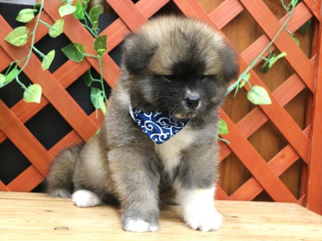 秋田犬