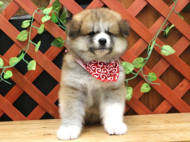秋田犬