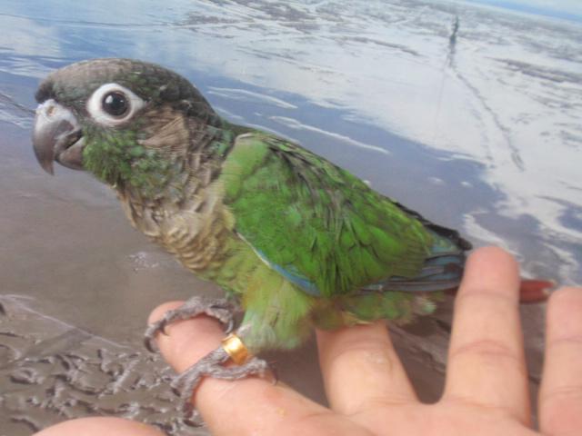 ウロコインコ 雛♪ 女の子(^_-)-☆