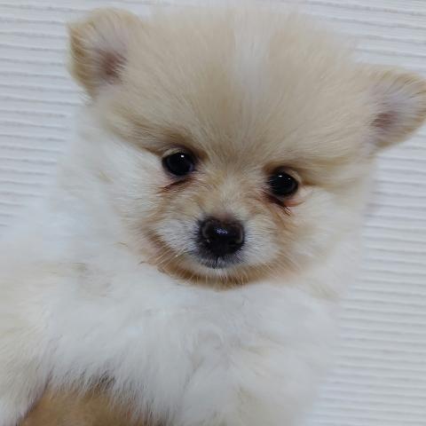 ポメラニアン