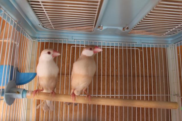 文鳥若鳥メス
