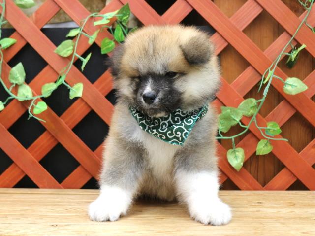 秋田犬