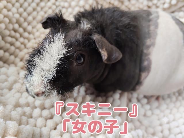 スキニーギニアピッグ