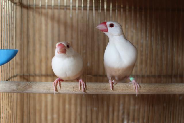 文鳥クリームペア