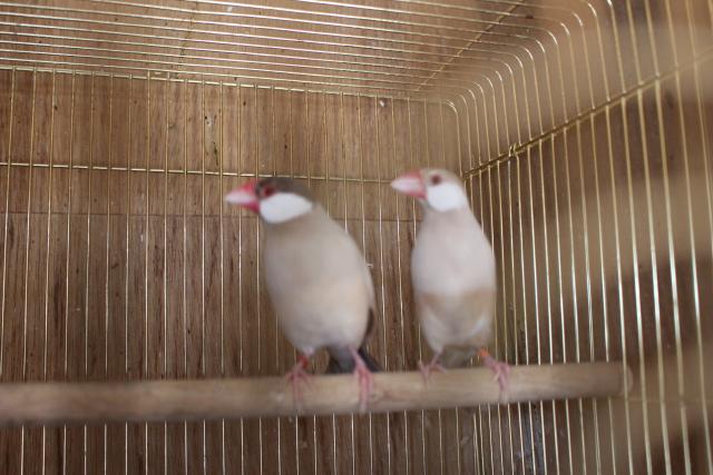 文鳥シナモンペア