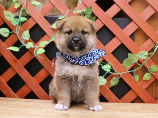 柴犬