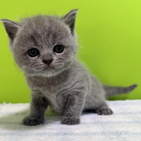 ブリティッシュショートヘア