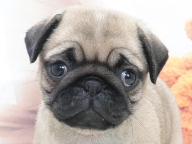 パグ