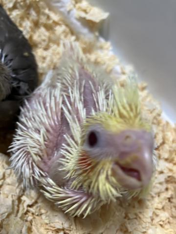 オカメインコ