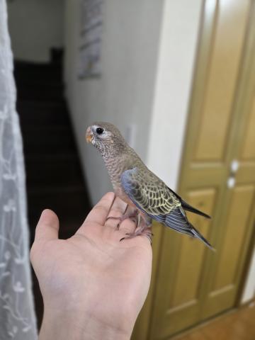 アキクサインコ
