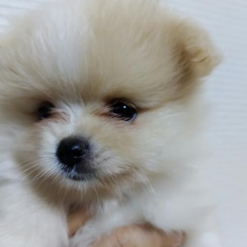 ポメラニアン
