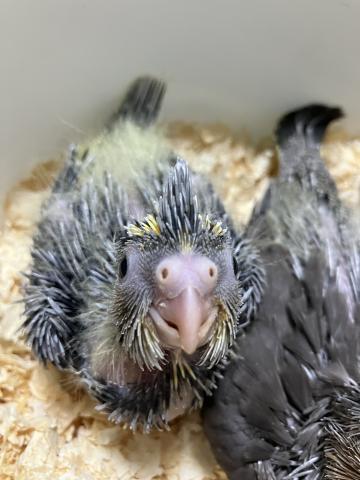 オカメインコ