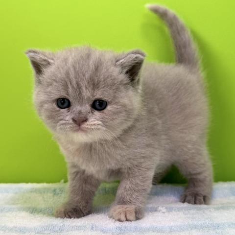 ブリティッシュショートヘア