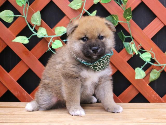 柴犬