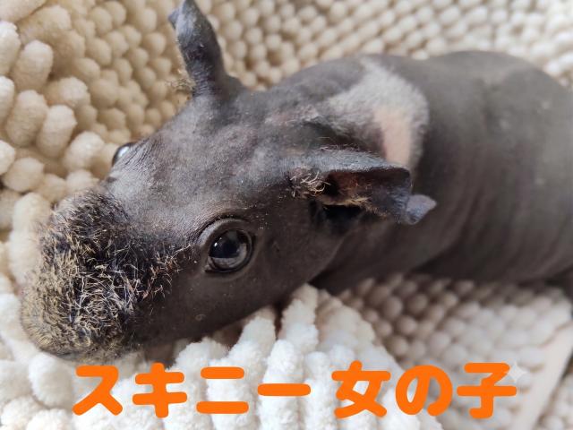 スキニーギニアピッグ