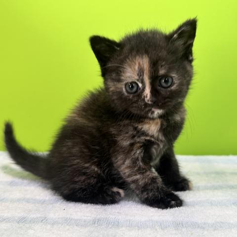ブリティッシュショートヘア