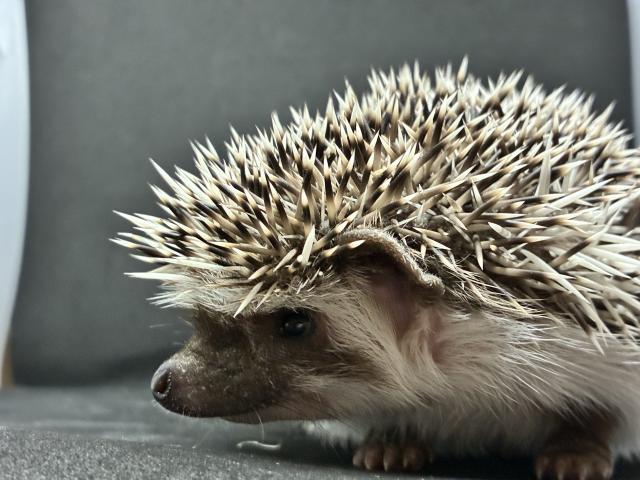 ハリネズミの写真3